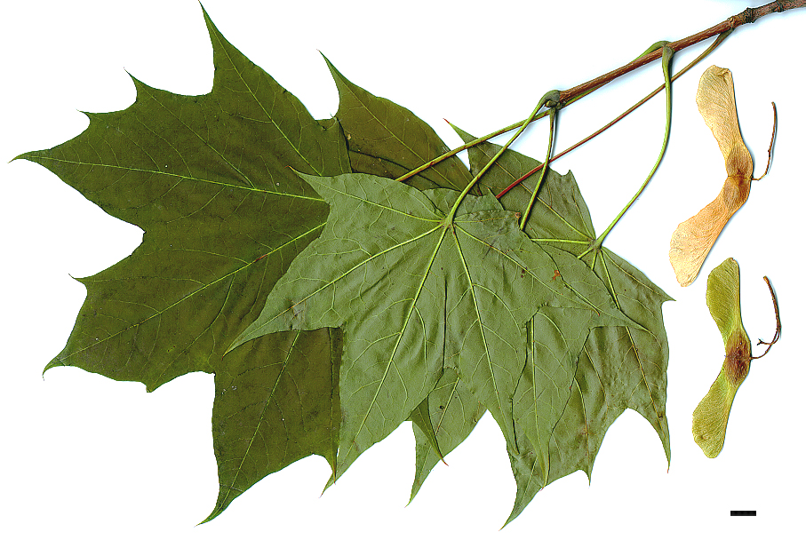 High resolution image: Family: Sapindaceae - Genus: Acer - Taxon: ×verhaegheanum (A.cappadocicum × A.platanoides)